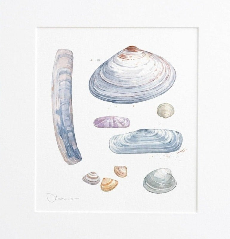 Clam Shells Watercolor Print Matted